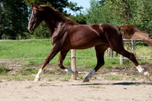 Koń jazda amerykańska - rasa, popularna nie tylko w ameryce, ale także w afryce